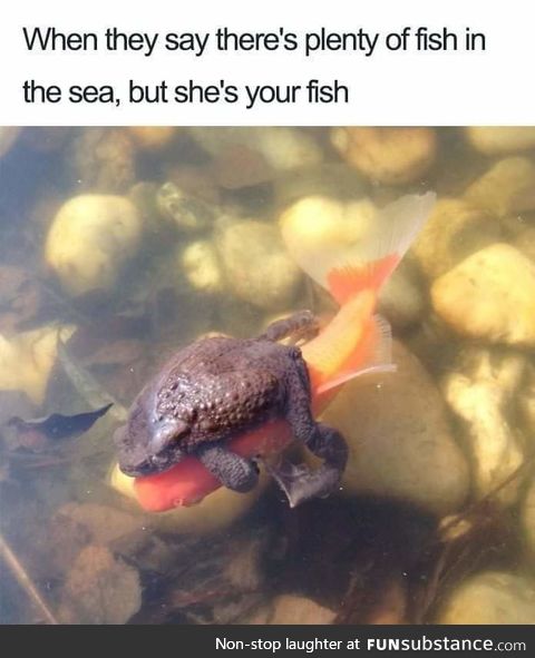 Fishy Fun Day #28: Meme Edition