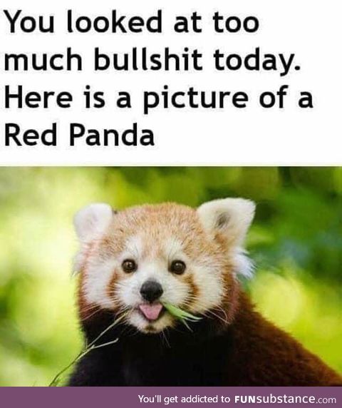 Red Pandas > Bullshit