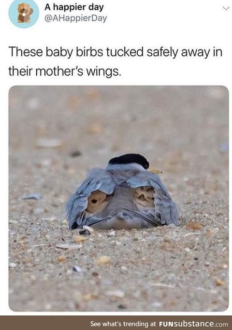 Birbs in their mama's wings