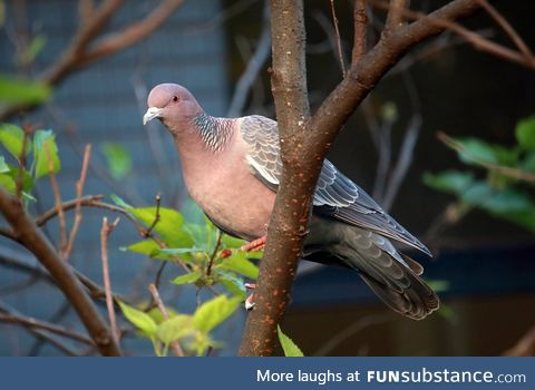 Picazuro Pigeon (Patagioenas picazuro) - PigeonSubstance