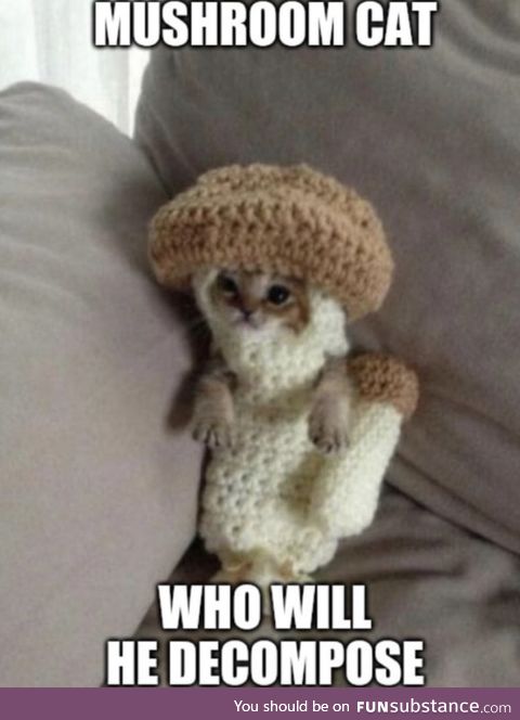 Mushroom cat