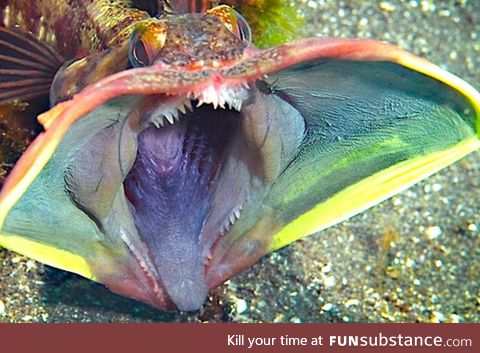 Fishy Fun Day #29: Sarcastic Fringehead @mrscollector @jasonmon