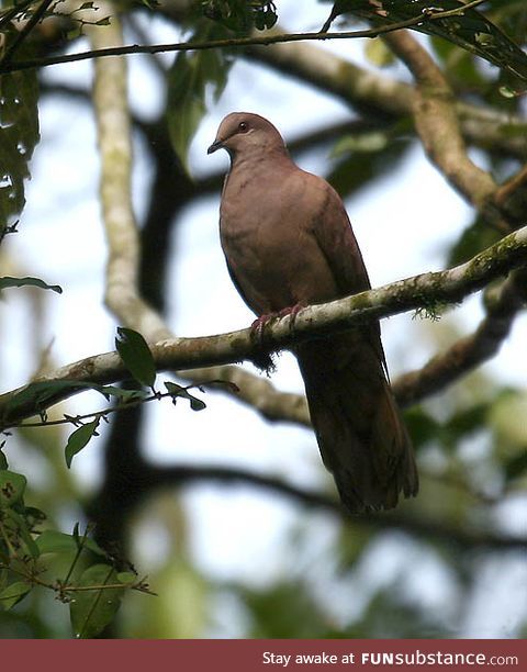 Ruddy pigeon (Patagioenas subvinacea) - PigeonSubstance