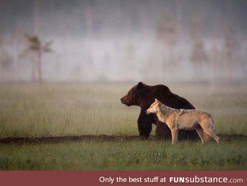This wolf and bear pair were documented travelling, hunting and sharing food together for