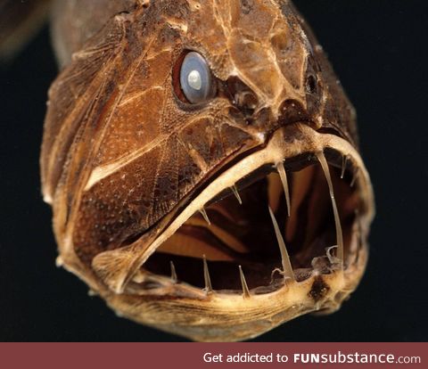 Fishy Fun Day #30: Fangtooth @mrscollector @jasonmon