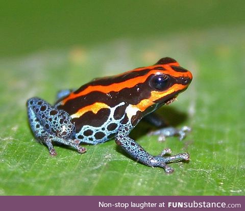 Froggo Fren #114 - Ranitomeya amazonica