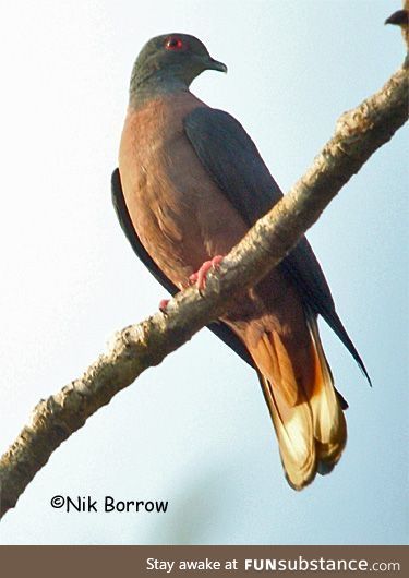 Western bronze-naped pigeon (Columba iriditorques) - PigeonSubstance