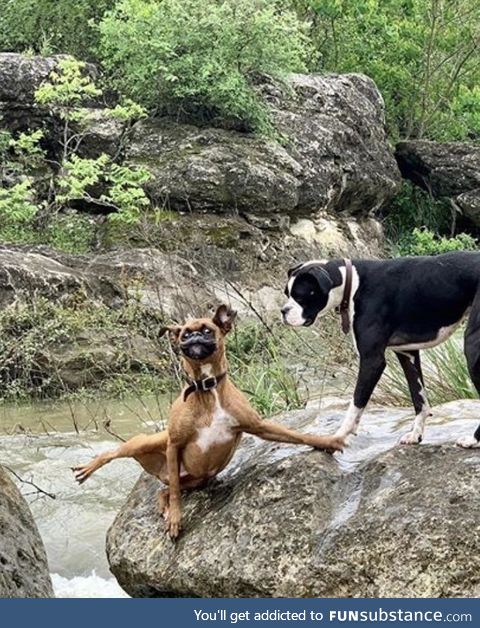 My buddies doggo’s expressions when one of them biffs it