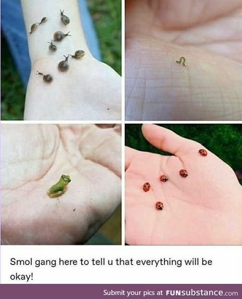 Smol Gang