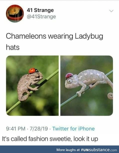 Chameleons wearing ladybug hats, or ladybugs riding lizards into battle