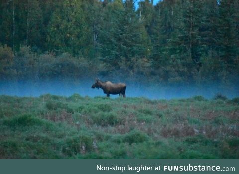 Moose in the mist. Fairbanks, AK