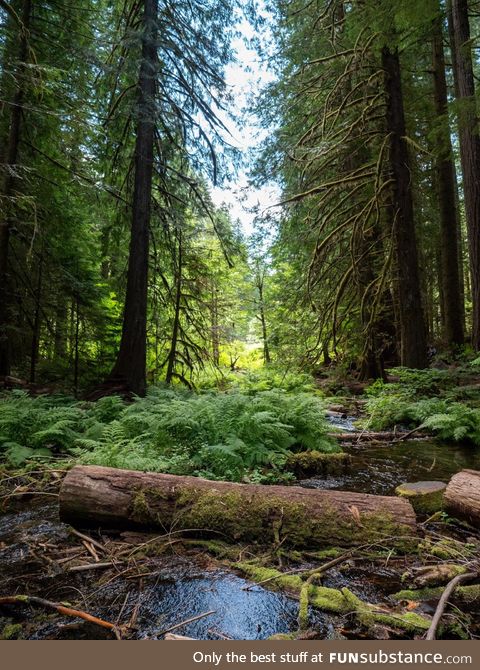 From my hike in Oregon this weekend!