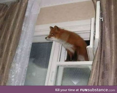 Firefox Windows has been successfully installed!