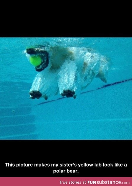 Polar bear dog