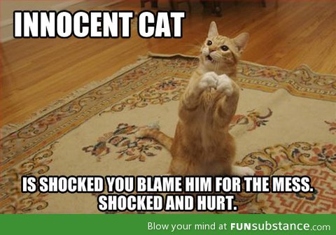 Innocent cat is shocked