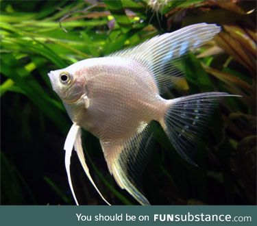 Fishy Fun Day #33: Platinum Angelfish @strangelyacoustic