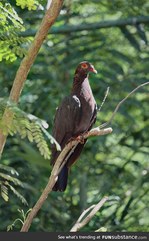 Scaly-naped pigeon (Patagioenas squamosa) - PigeonSubstance