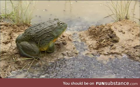 Froggo Fun #180/Special - Happy Father's Day!
