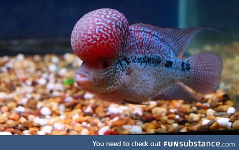 Fishy Fun Day #35: Flowerhorn @carbonatedwaffles