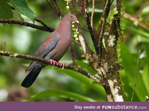 Red-billed pigeon (Patagioenas flavirostris) - PigeonSubstance