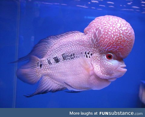 Fishy Fun Day #36: Flowerhorn @carbonatedwaffles