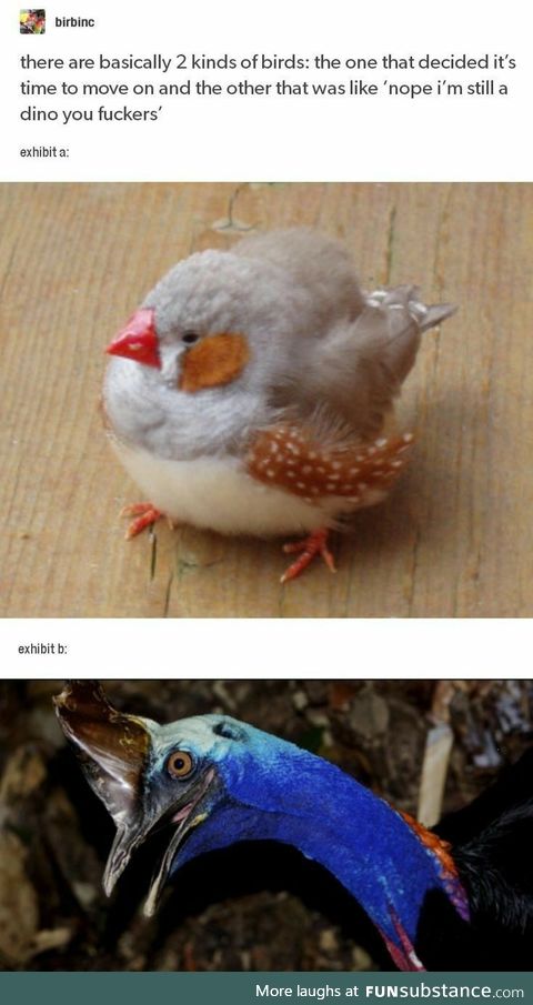 Two Kinds of Birds