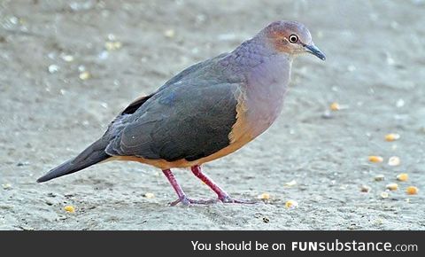 Ochre-bellied dove (Leptotila ochraceiventris) - PigeonSubstance