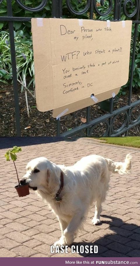 Plant Thief