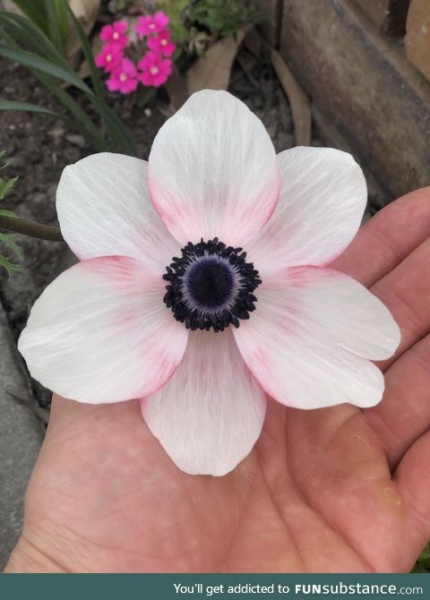 This flower is so beautiful!