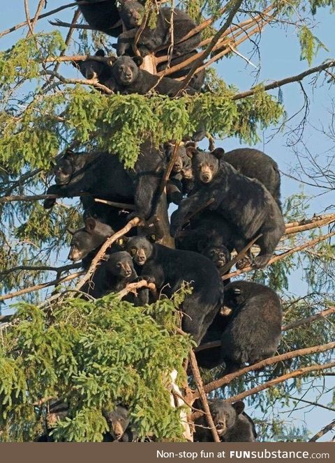 Bears in a tree