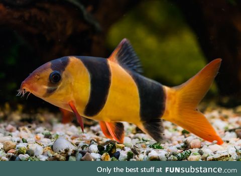 Fishy Fun Day #38: Clown Loach @creativedragonbaby