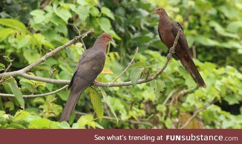 Philippine cuckoo-dove (Macropygia tenuirostris) - PigeonSubstance