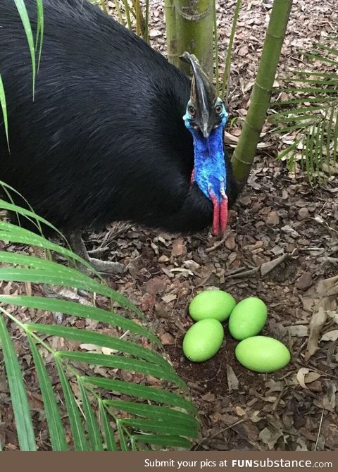 I bet you never knew that Cassowary eggs are green