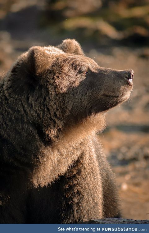 Bear at my local animal conservation centre (taken by me)