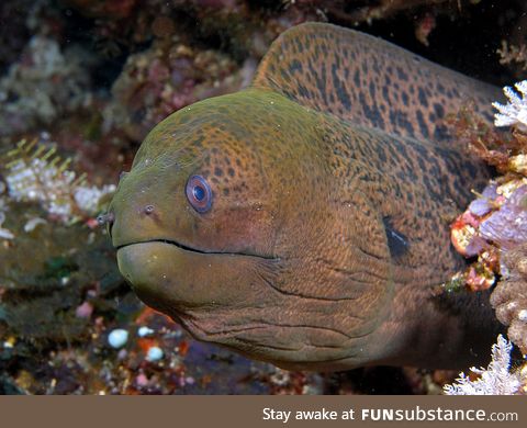 Fishy Fun Day #39: Giant Moray Eel @grimreaper