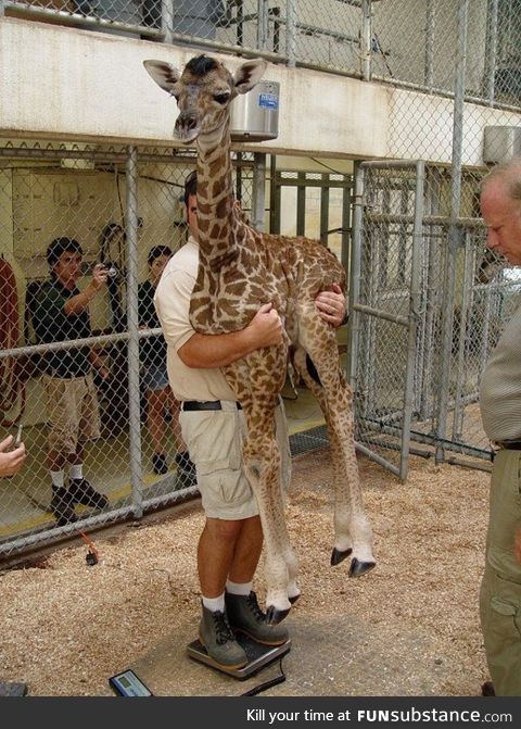 This baby giraffe