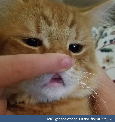 A kittens baby teeth