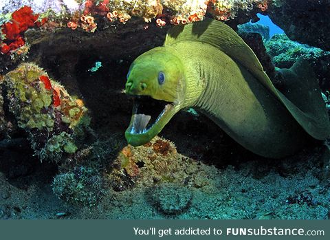 Fishy Fun Day #40: Green Moray Eel @grimreaper