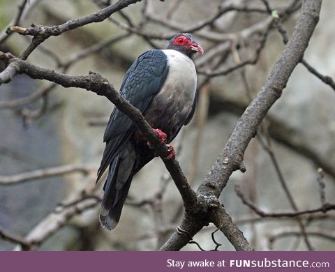 Papuan mountain pigeon (Gymnophaps albertisii) - PigeonSubstance