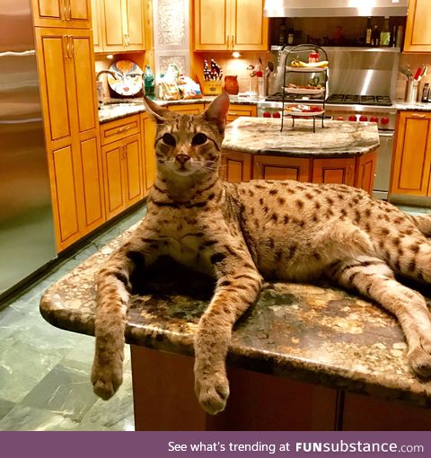 This is a Savannah cat, the largest domestic cat breed in the USA
