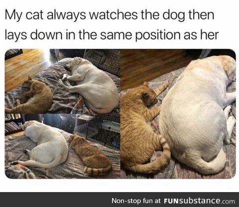 Clearly the cat knows that the dog knows the best way to lay