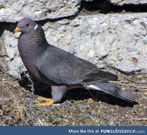 Band-tailed pigeon (Patagioenas fasciata) - PigeonSubstance