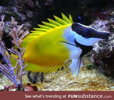 Fishy Fun Day #42: Foxface Rabbitfish