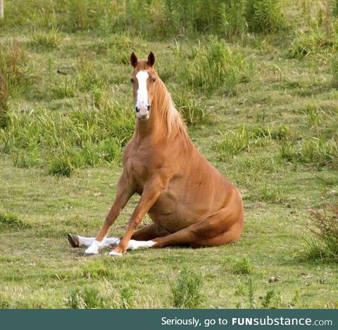 Horse sitting down