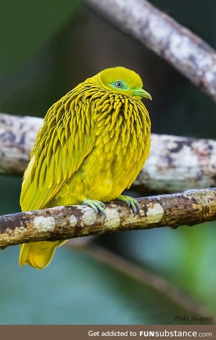 Golden fruit dove (Ptilinopus luteovirens) - PigeonSubstance