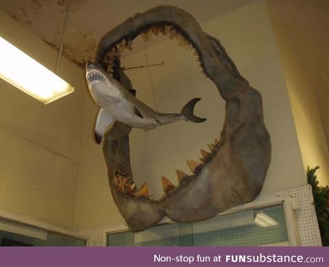 A comparison showing the size of an ancient Megalodon to a modern day Great White shark