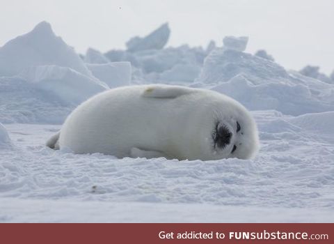 Fishy Fun Day #43: Harp Seal Pup @dr_richard_ew