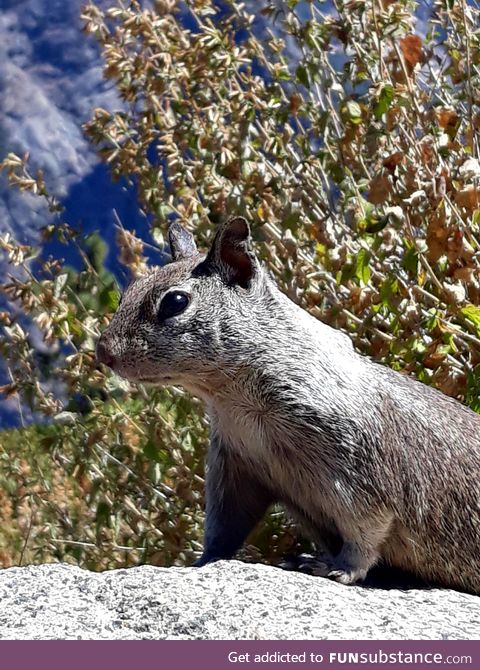 Took this photo of a squirrel at Glacier Point in Yosamite national park (California)