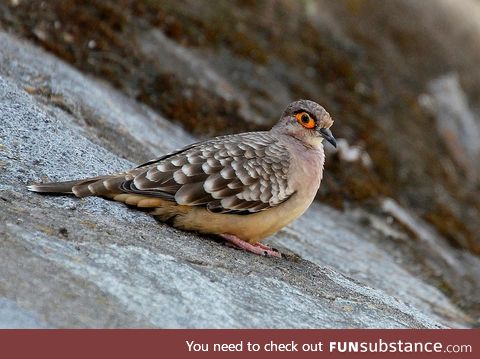 Bare-faced ground dove (Metriopelia ceciliae) - PigeonSubstance