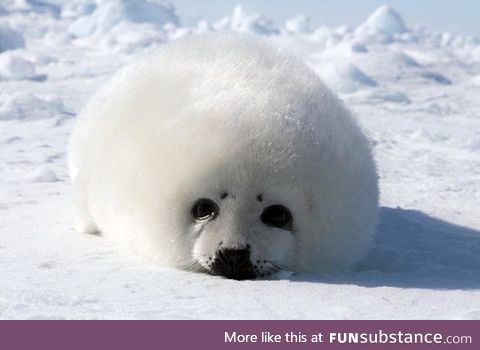 Fishy Fun Day #44: Harp Seal Pup @dr_richard_ew